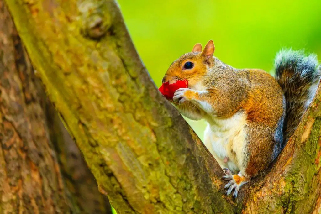 Do Squirrels Eat Apples Tips for Feeding Apples to Squirrels or