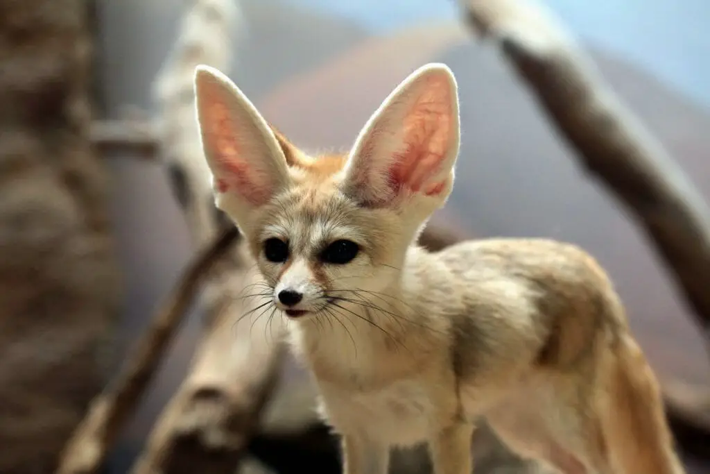 What Does Fennec Fox Eat The Fennec Fox Diet
