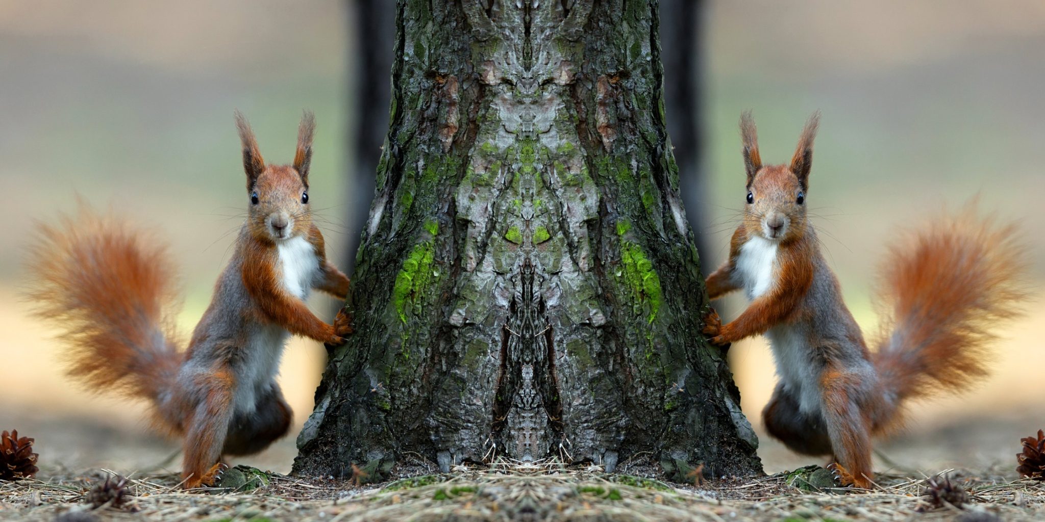 Do Squirrel Bite What to Do If You Get Bitten? DiscoveryNatures