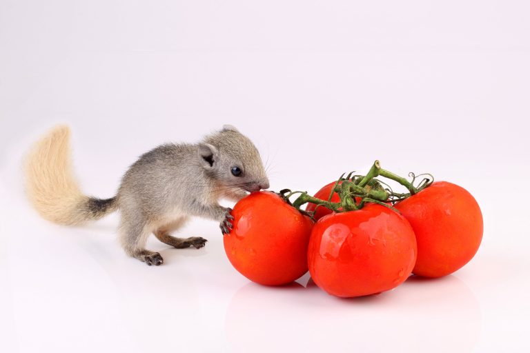 Does Squirrel Eat Tomatoes: Everything That You Need to Know