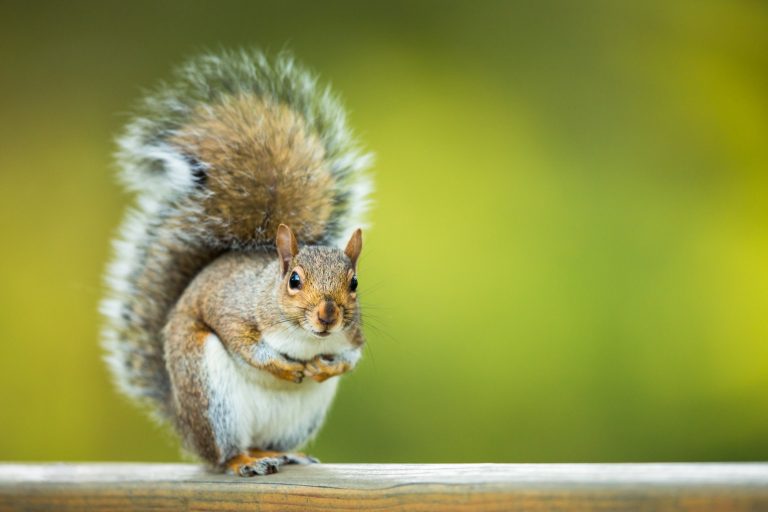 Is Squirrel Omnivore: The Fascinating Diet of Squirrels