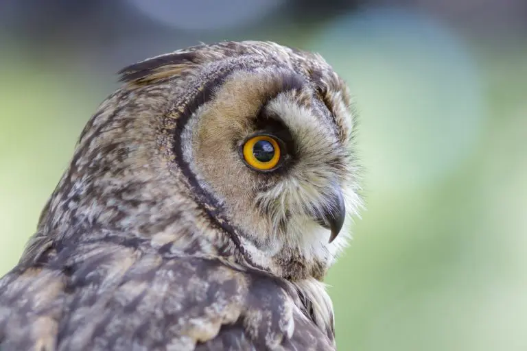 Are Owls Endangered: Things You Should Know to Help Prevent Owls Total Extinction