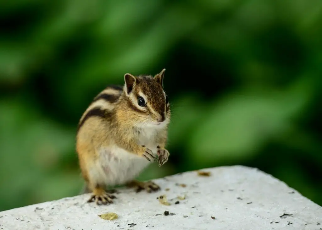 Do Squirrels Eat Bugs List of Insects That Squirrels Eat
