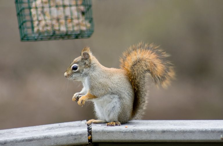 Do Squirrels Eat Suet: Squirrel’s Nutritious Diet
