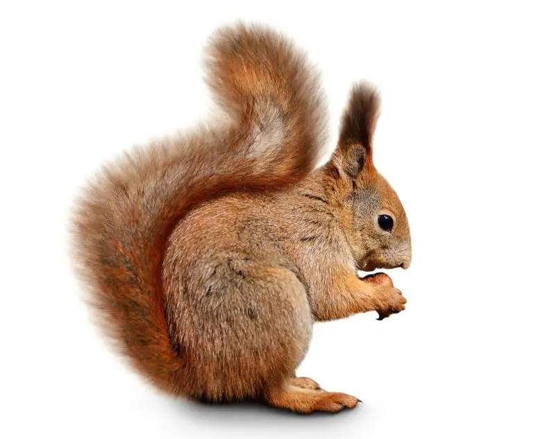 Squirrel Poop vs. Rat Poop: Distinguishing the Feces of Your Neighborhood Rodents