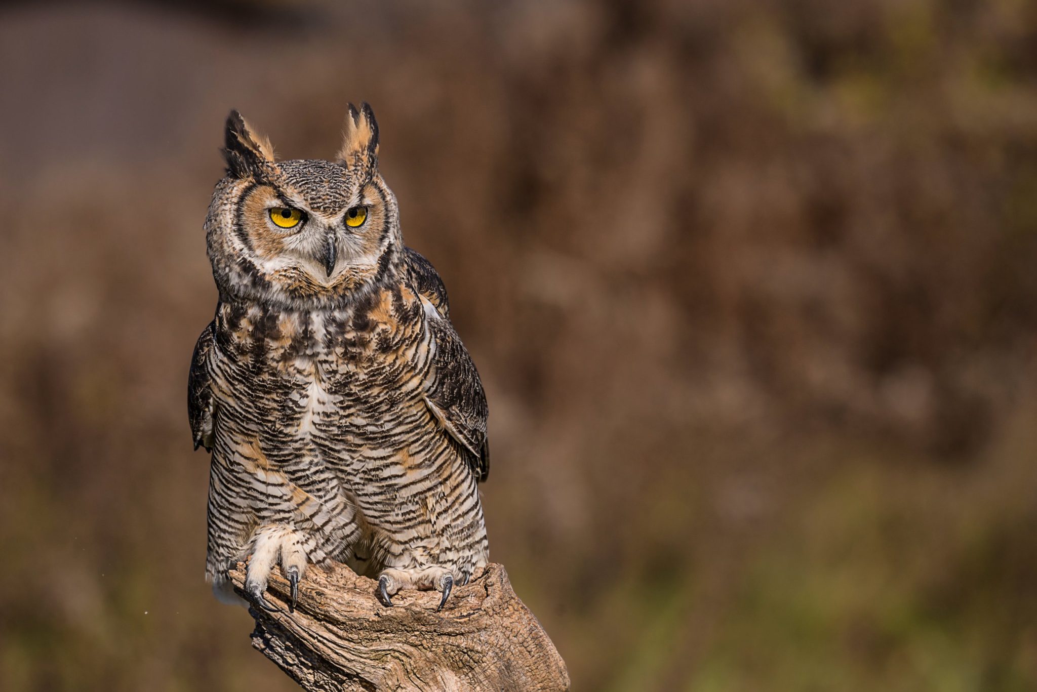 Worlds Biggest Owl Facts About Some of the Biggest Owls in the World