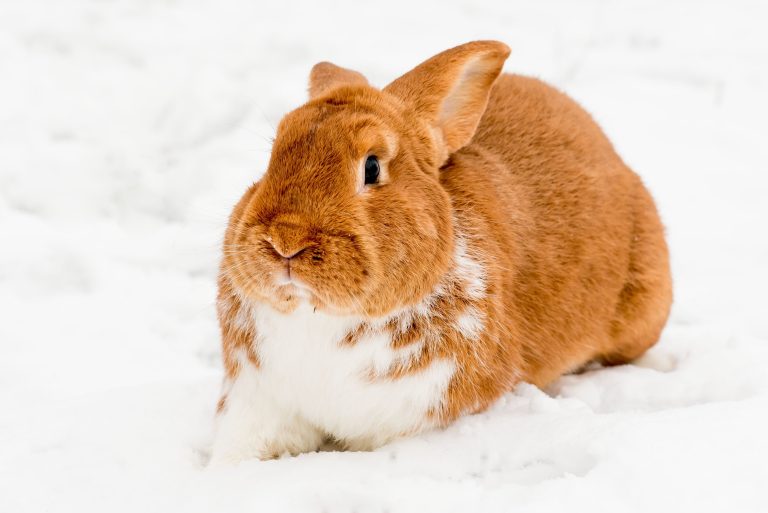 Can Rabbits Live Outside in Winter: Keeping Your Rabbit Safe During the Winter