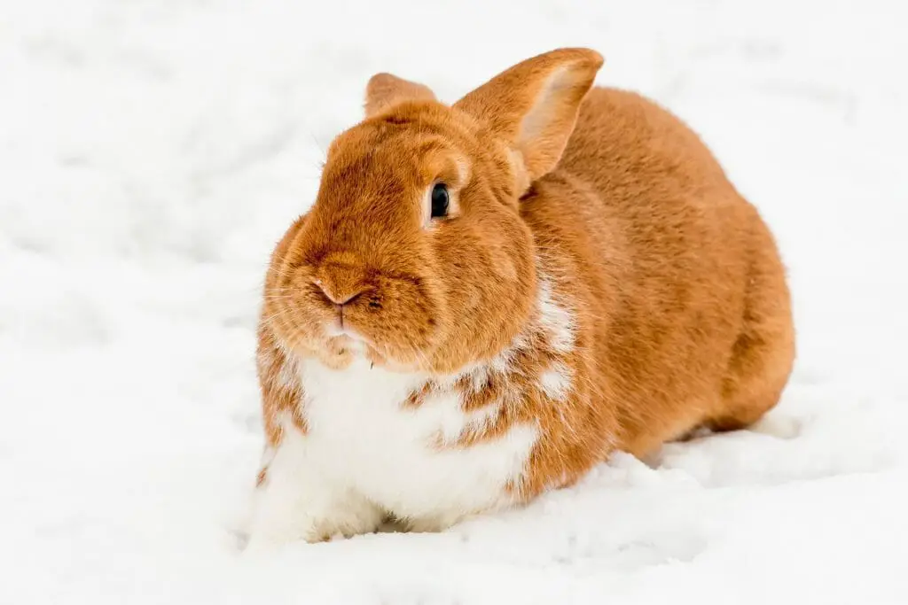 Can Rabbits Live Outside in Winter Keeping Your Rabbit Safe During the