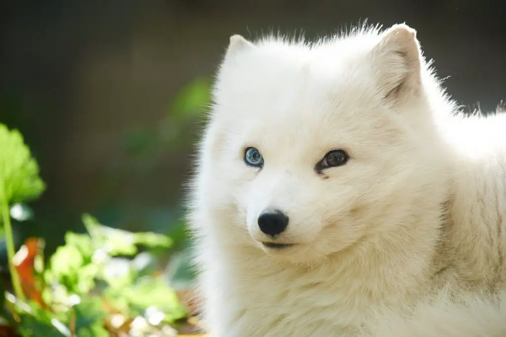 Where Do Arctic Fox Live: Native Habitat, Distribution, and Population