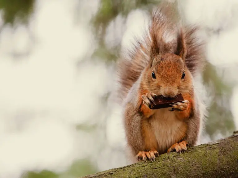Can Squirrels Eat Chocolate: Why You Should Only Feed Squirrels Chocolates in Moderation