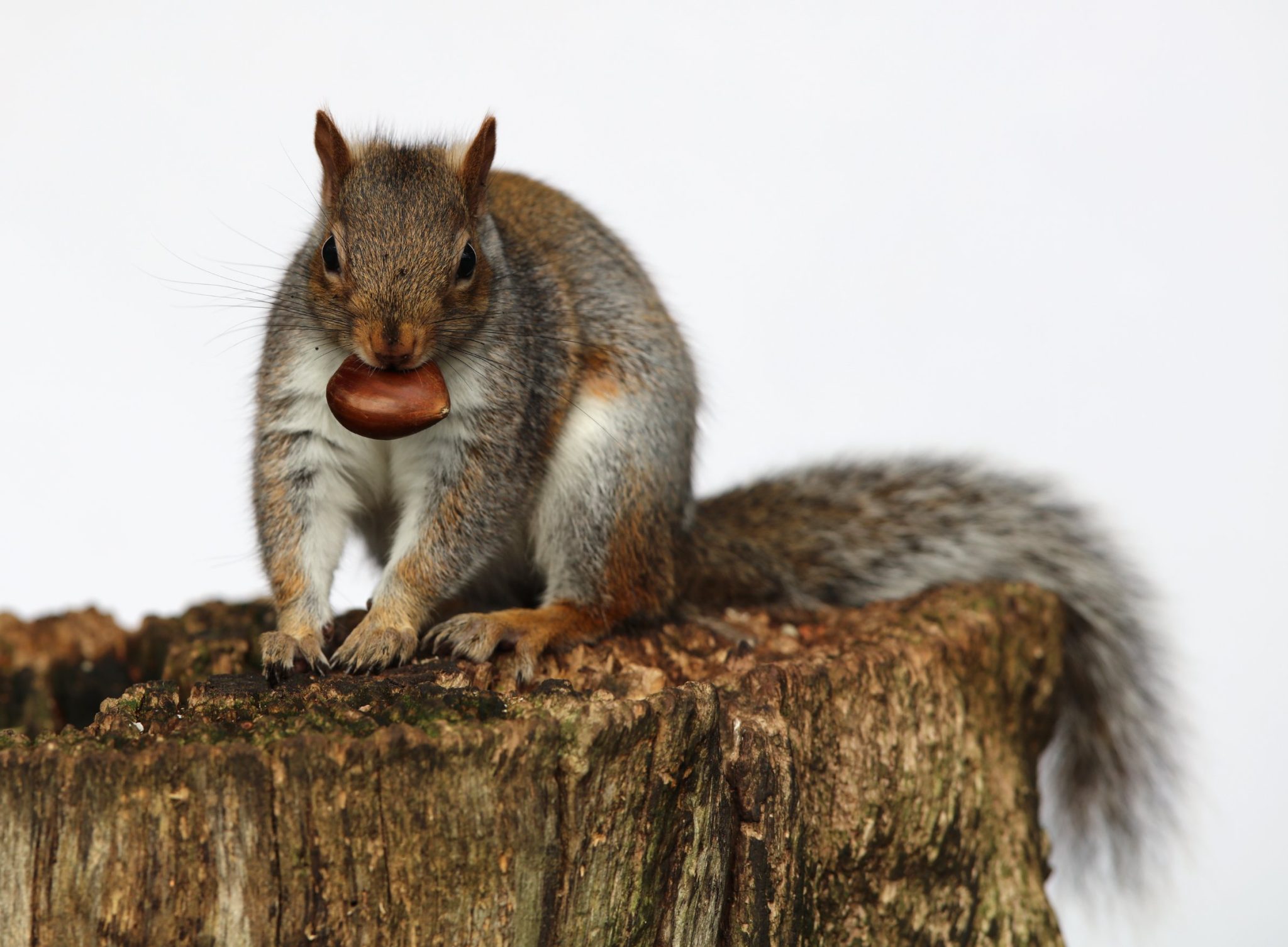 Can Squirrels Eat Chocolate Why You Should Only Feed Squirrels Chocolates in Moderation