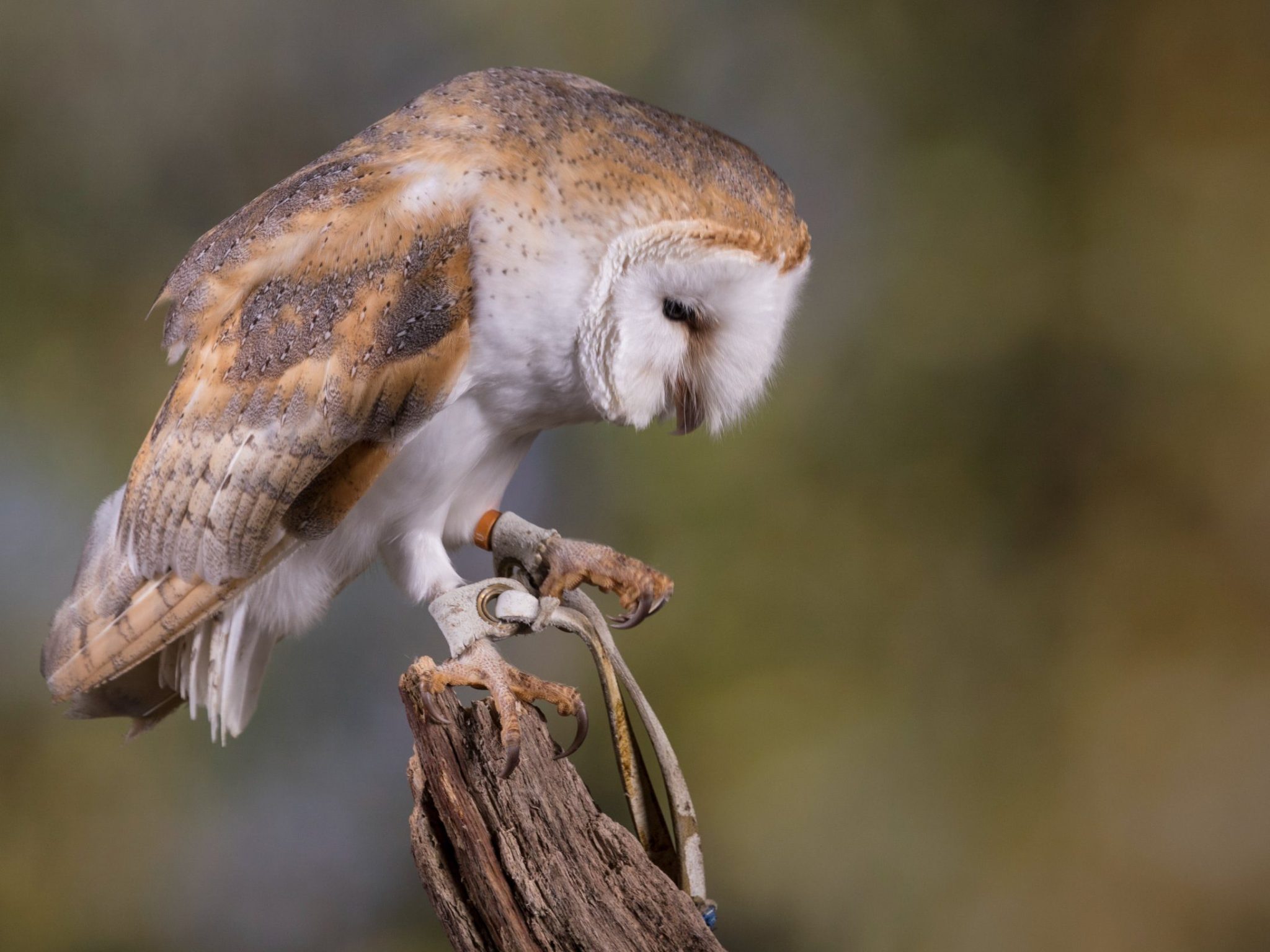 Do Owls Keep Snakes as Pets The Interesting Relationship Between