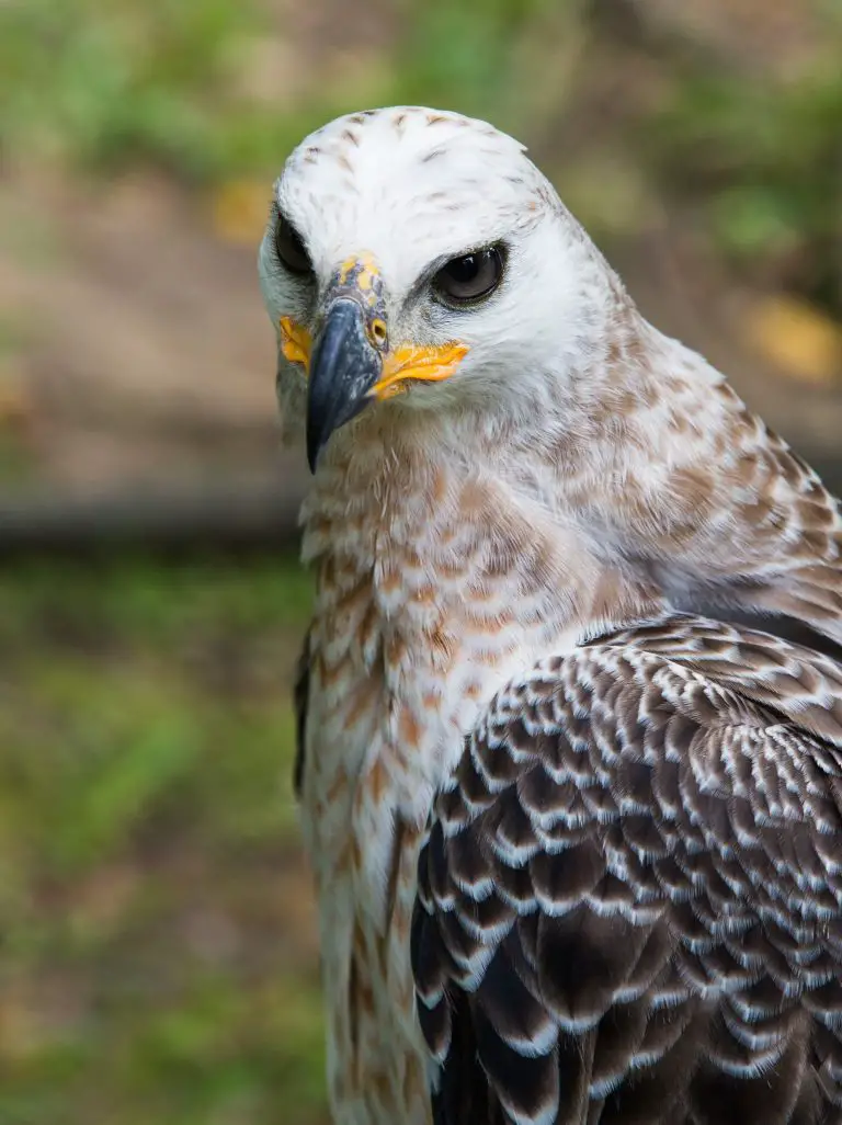 Owl That Looks Like a Man: A Human in a Bird Costume?