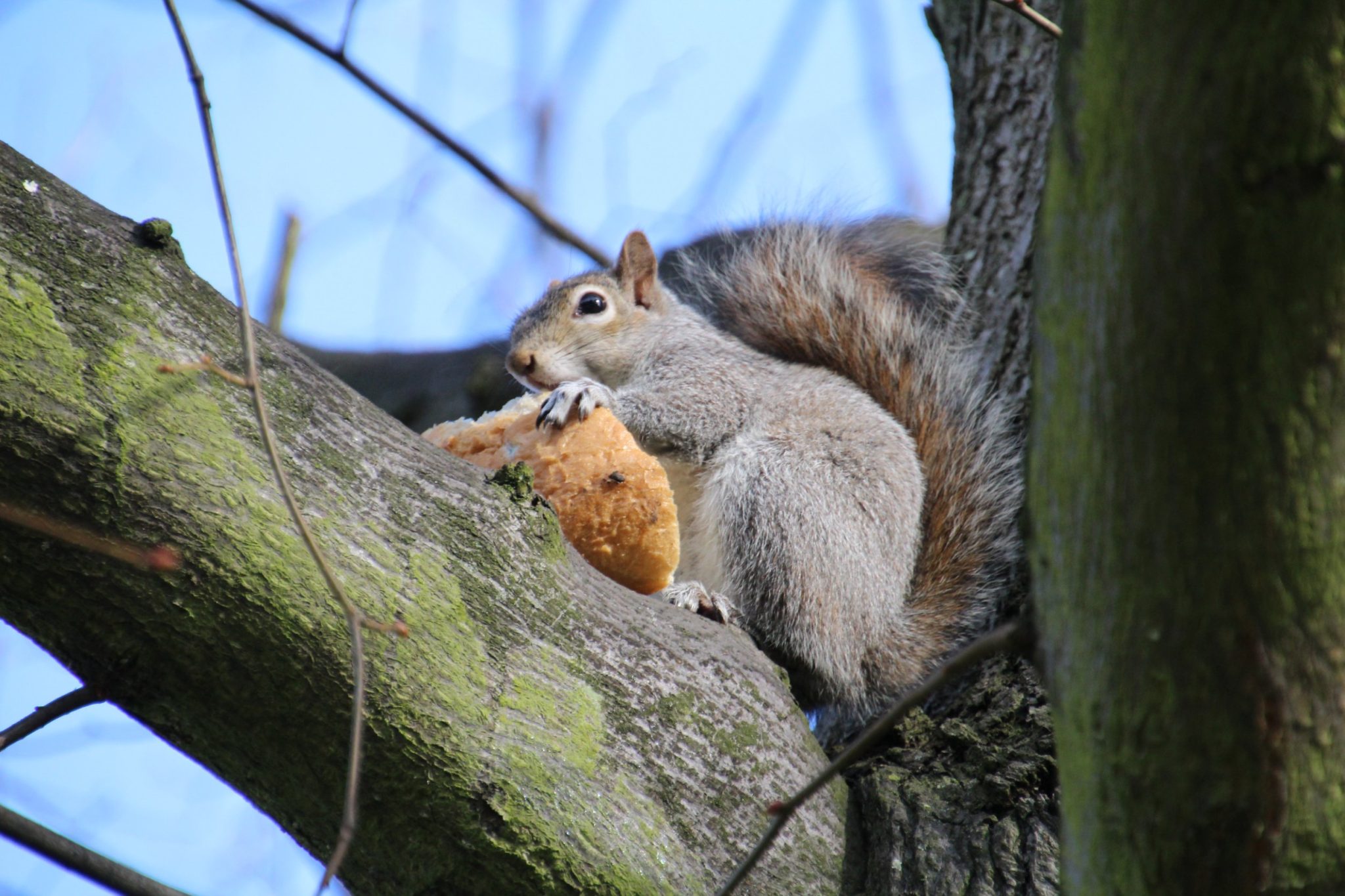 Can Squirrels Eat Bread How to Incorporate Bread in the Diet of Squirrels