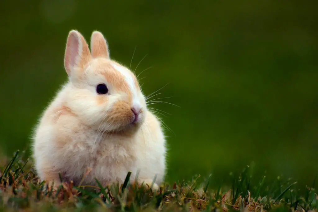 Do Squirrels Have Rabies Debunking the Myth Surrounding Squirrel Rabies