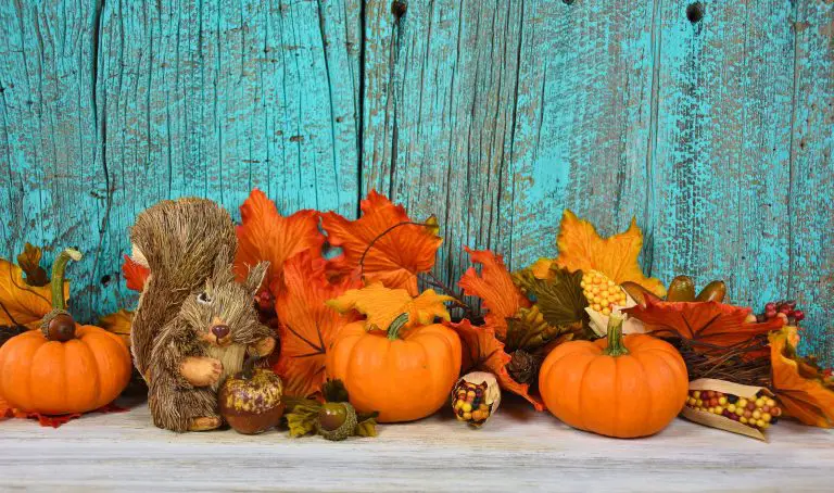 Do Squirrels Eat Pumpkins: Benefits and Healthy Parts