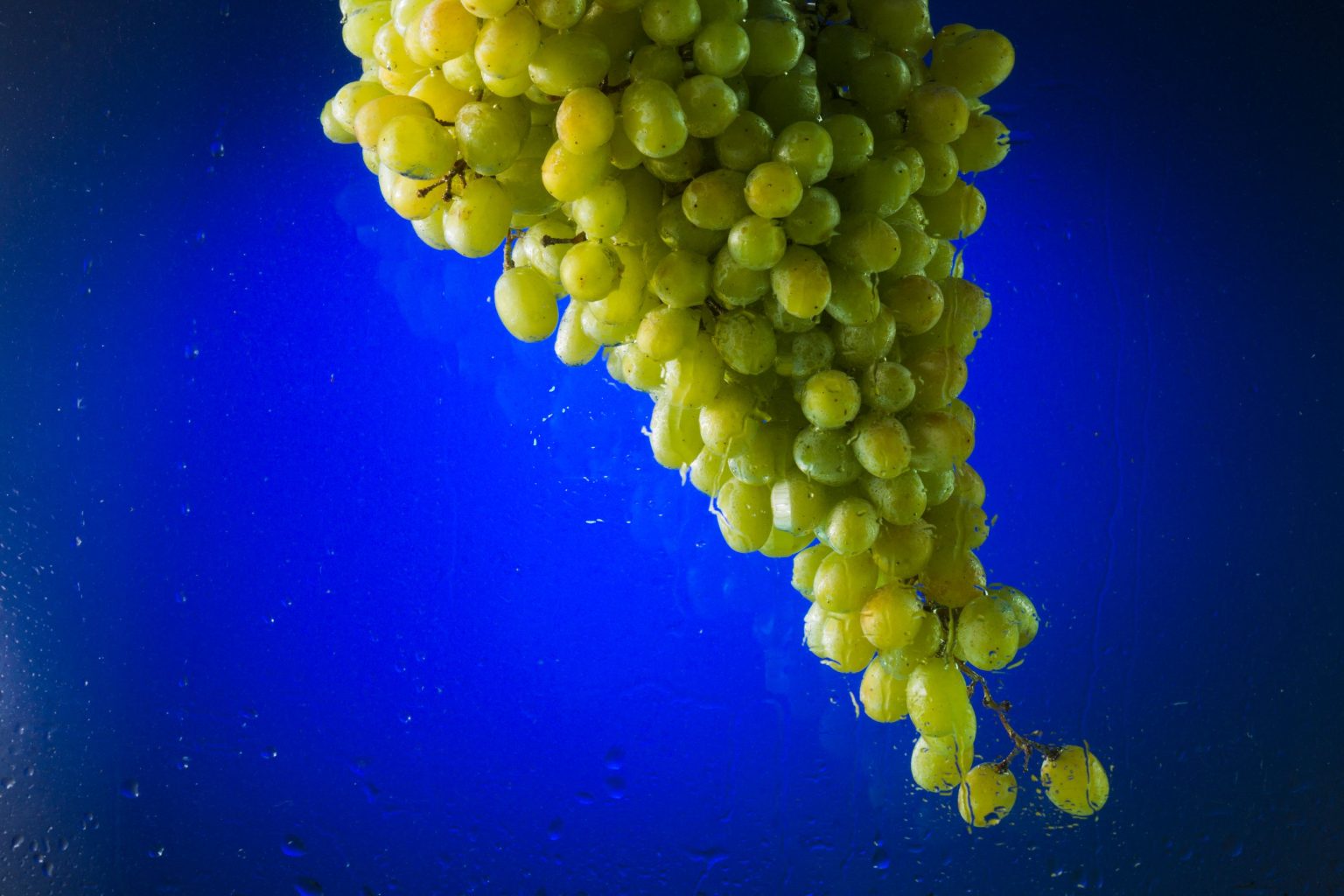 Do Squirrels Eat Grapes Benefits and Other Favorite Foods!