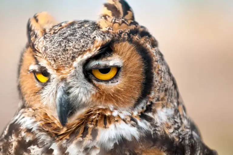 Do Owls Blink: Fun Facts About Owls’ Eye and Its Activities