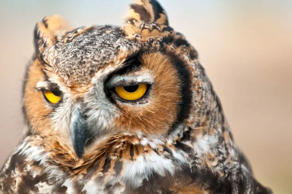 Do Owls Blink Fun Facts About Owls' Eye and Its Activities