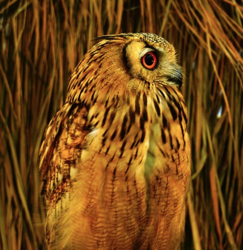 Will Owls Attack Dogs Guide to Keep Your Dogs Safe From Owls