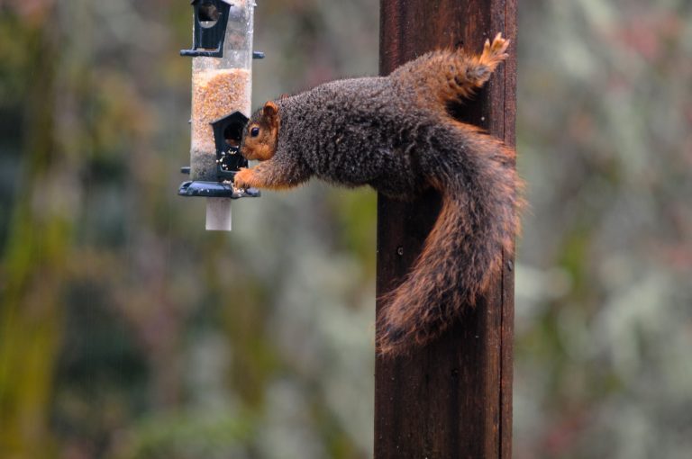 How to Keep Squirrels off Bird Feeder: 14 Incredible Tips You Wish You Knew Sooner
