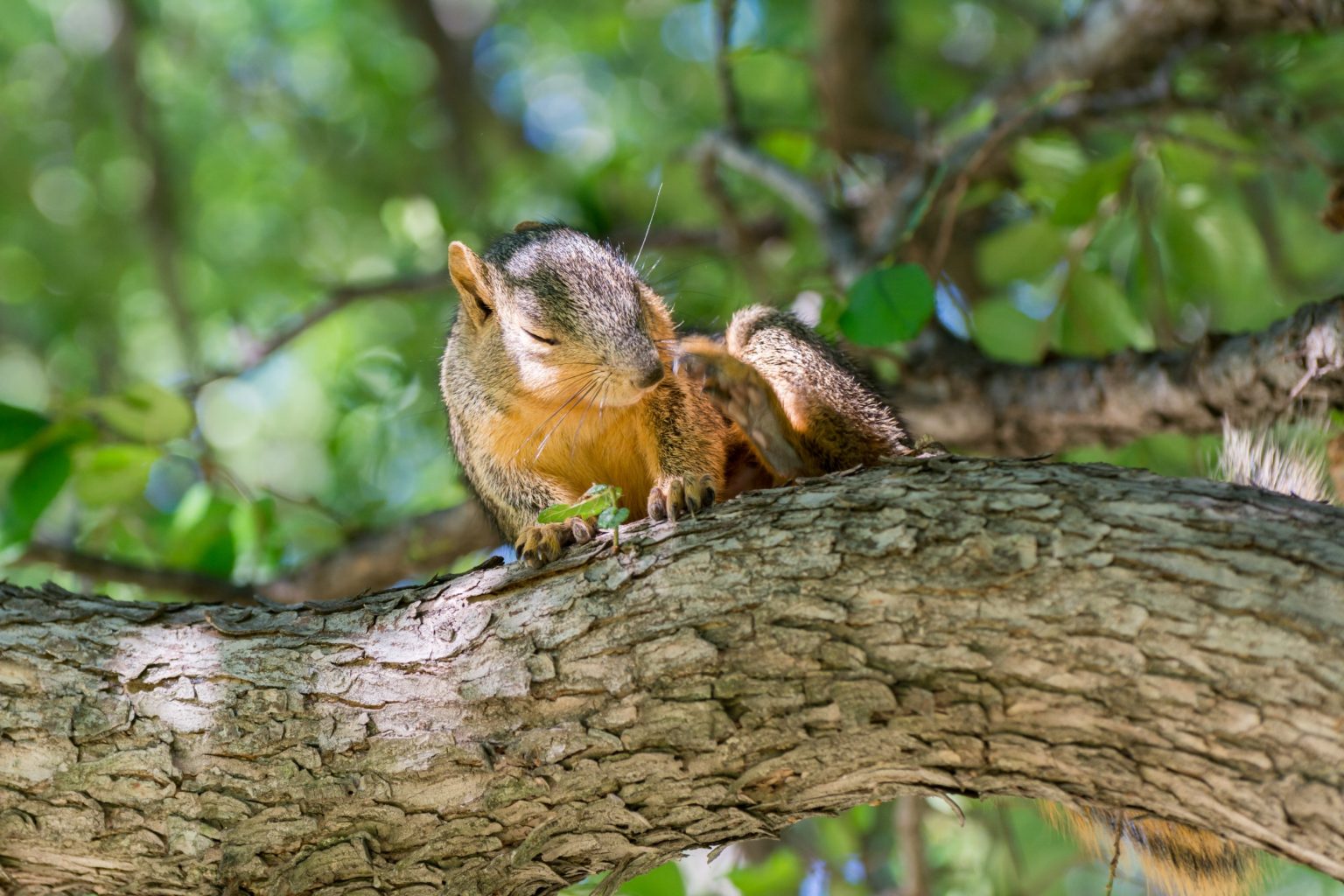 Do Squirrel Come Out at Night Squirrel's Night Time Activity