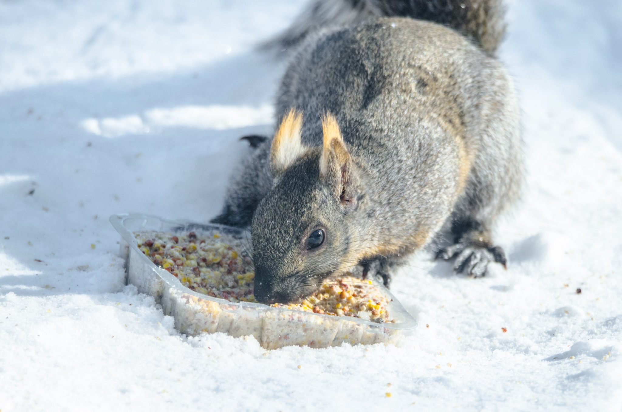 Do Squirrels Eat Suet Squirrel's Nutritious Diet