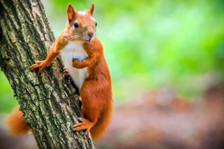 Squirrel Versus Rat: Similarities and Differences