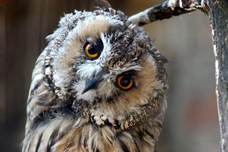 Owl That Sounds Like a Horse: Eastern Screech Owls and the Interesting Sounds They Make