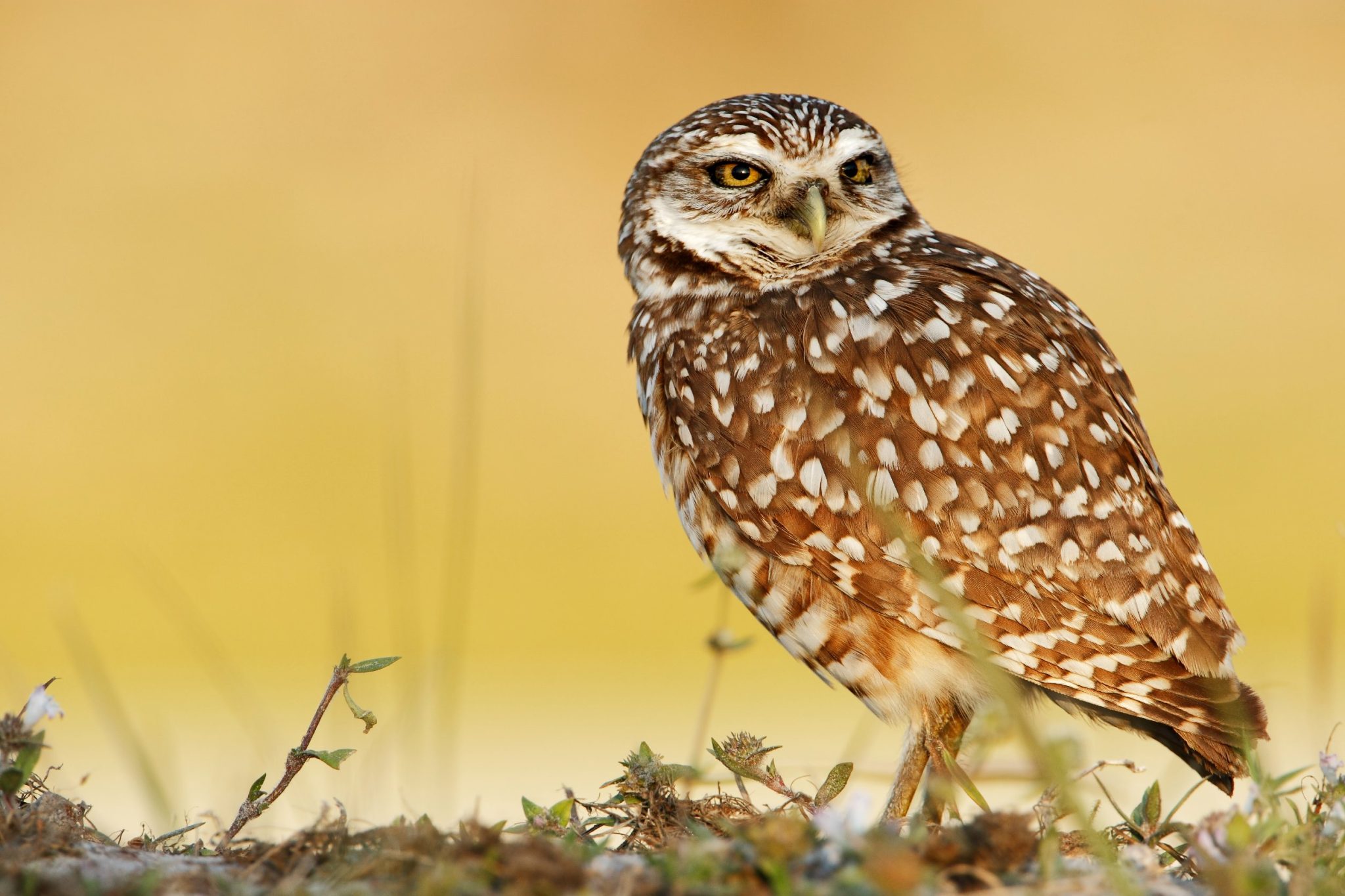 Do Owls Blink: Fun Facts About Owls' Eye and Its Activities - DiscoveryNatures