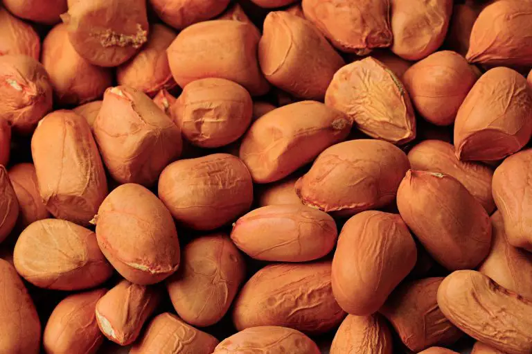 Do Squirrels Eat Peanuts Which Peanuts Are Best for Them