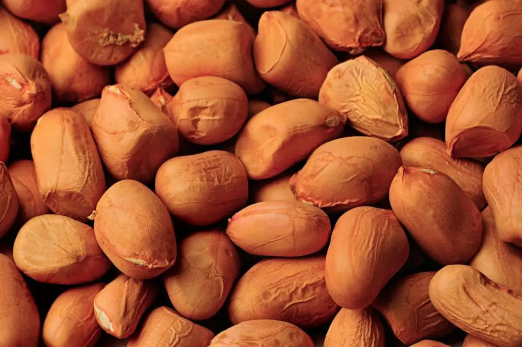 Do Squirrels Eat Peanuts Which Peanuts Are Best for Them