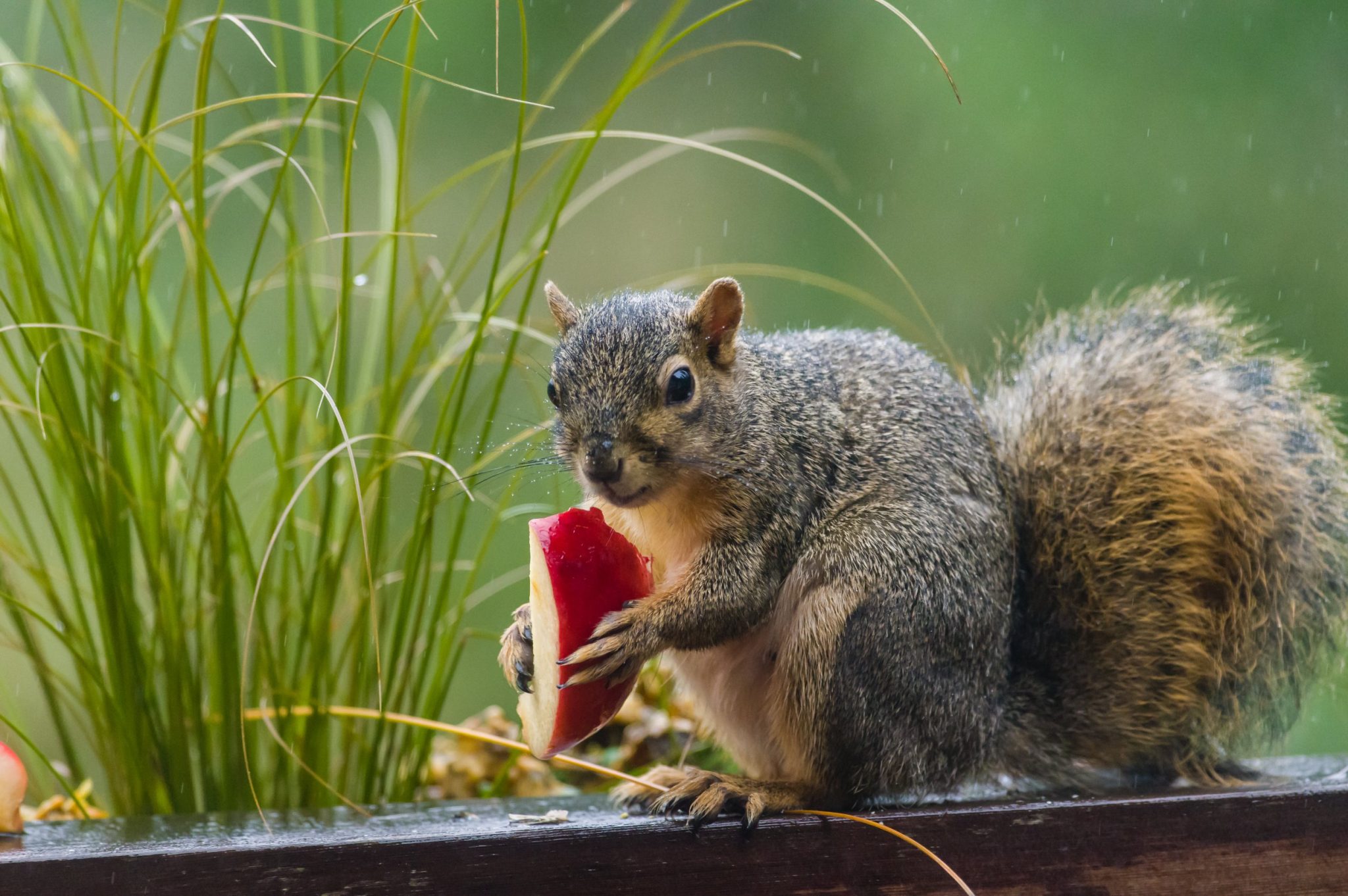 Do Squirrels Eat Apples Tips for Feeding Apples to Squirrels or