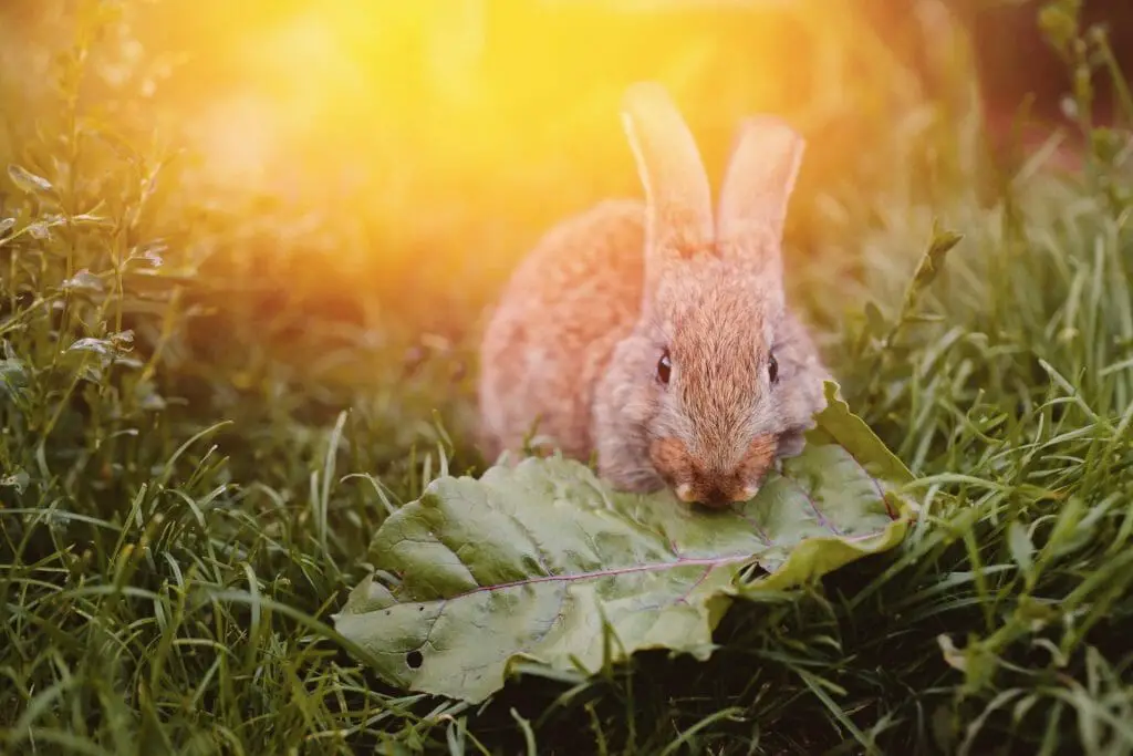 Can Rabbits Eat Red Cabbage What You Need to Know in Feeding Your Pet
