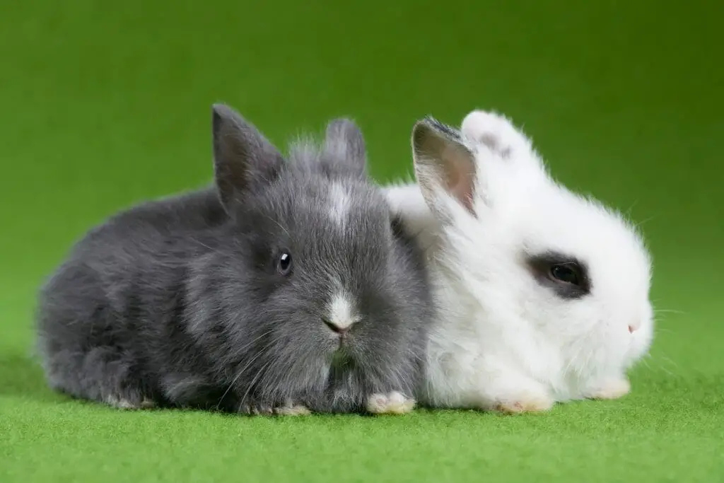 How Much Is Rabbit Neutering What You Need to Know Before Having Your Pet Neutered