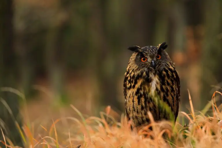 Do Owls Keep Snakes as Pets: The Interesting Relationship Between Snakes and Owls