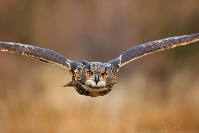 Can an Owl Pick Up a 20-Pound Dog: Keeping Your Dog Safe From Owls