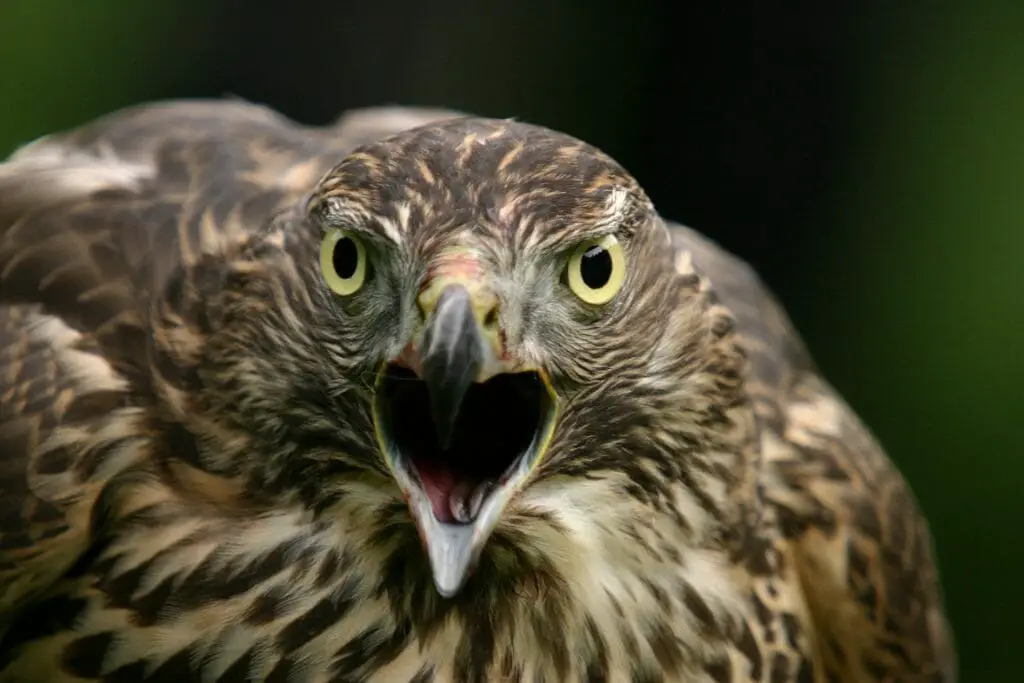 Owls Versus Hawks Fascinating Similarities and Differences