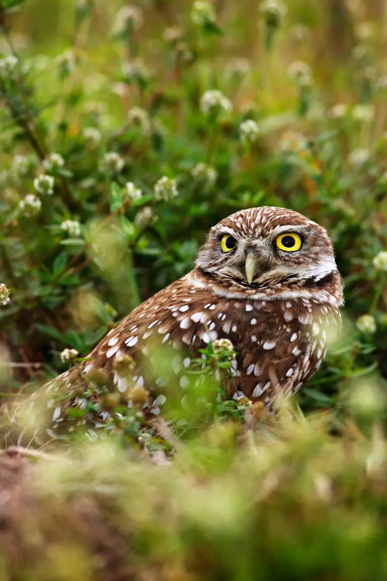 Are Burrowing Owls Endangered: Threats and Conservation
