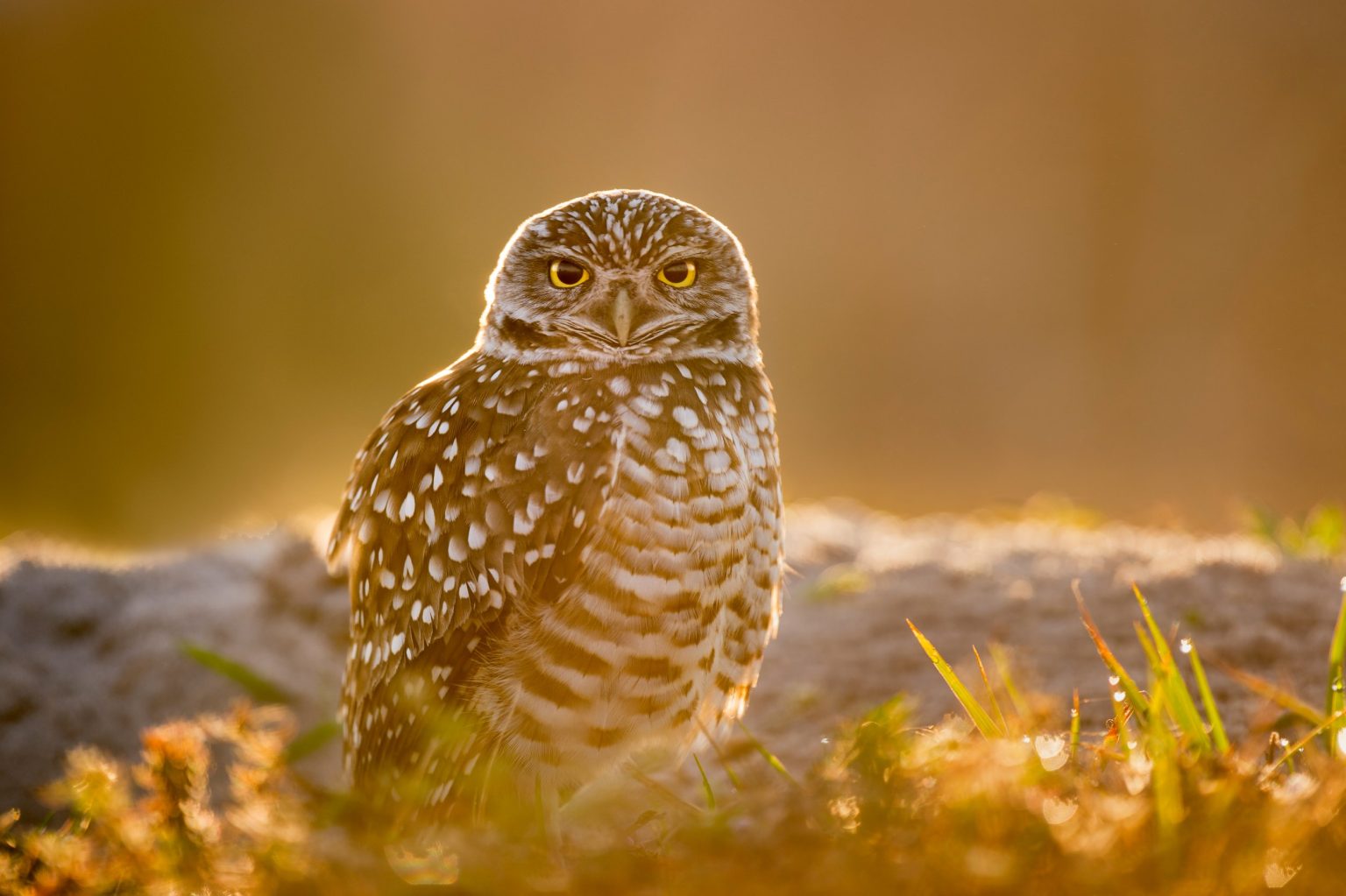 Do Owls Live in the Desert Type of Owls and Their Predators