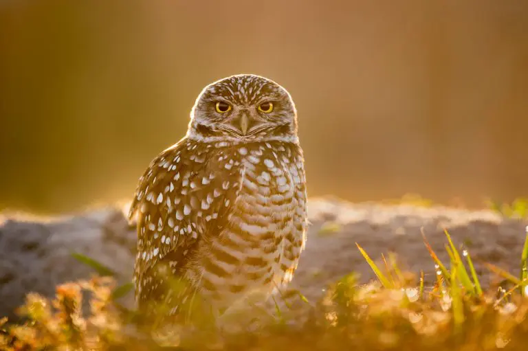 Do Owls Live in the Desert: Type of Owls and Their Predators