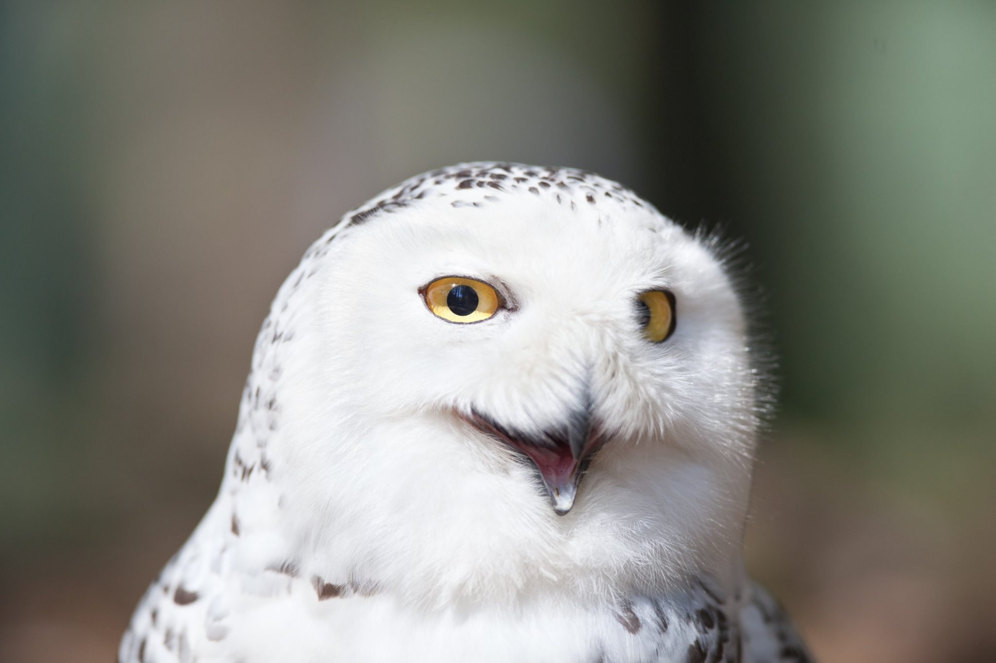 Worlds Biggest Owl: Facts About Some of the Biggest Owls in the World
