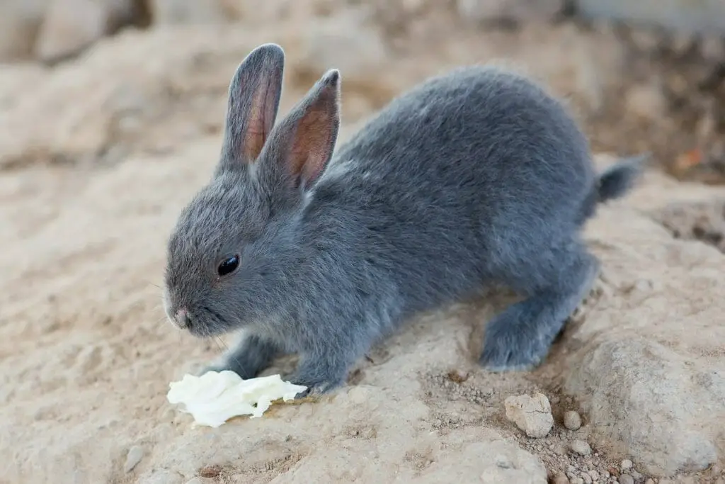 Where Do Rabbits Like to Be Pet 5 Ways to Pet a Rabbit in Different