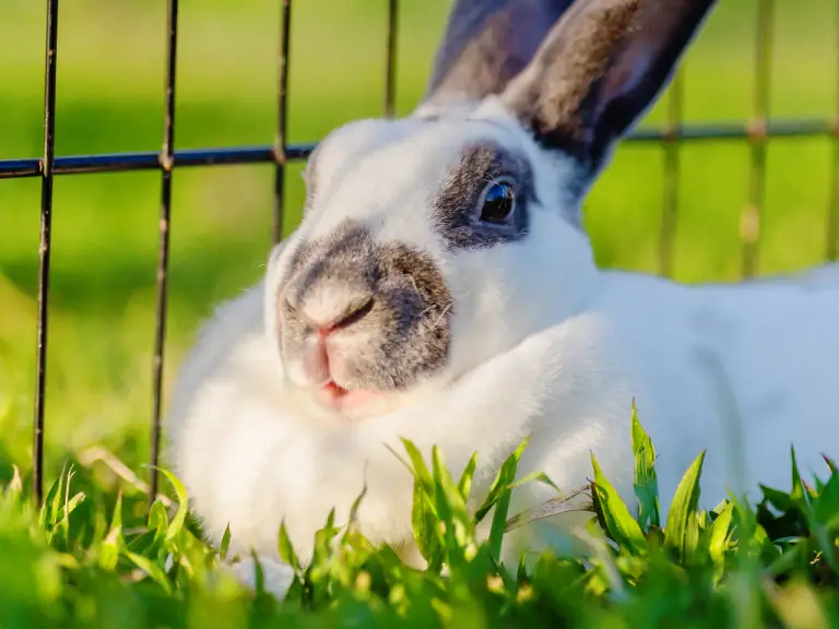 Can Rabbit Live Outside: Raising Outdoor Rabbits, Dangers, and Basic Needs