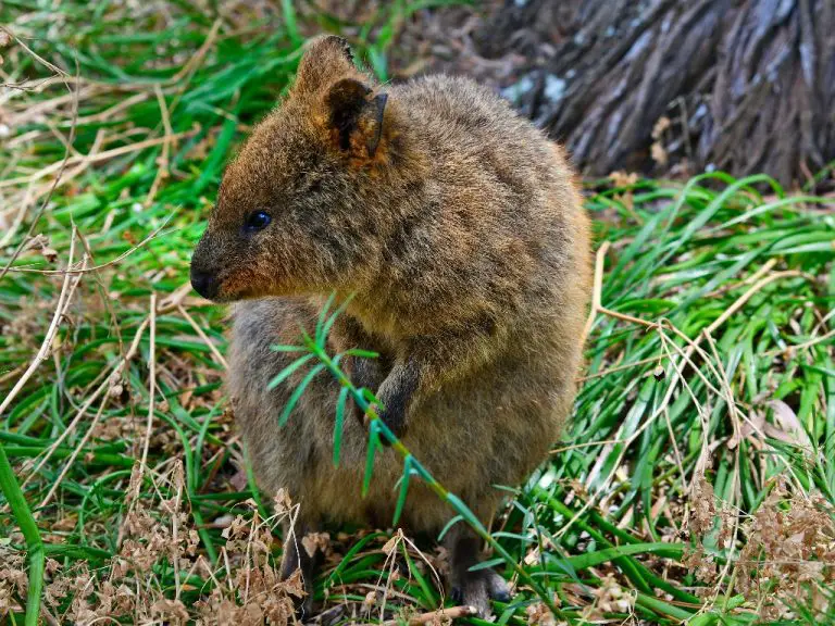 Quokka Sound: Do They Scream?