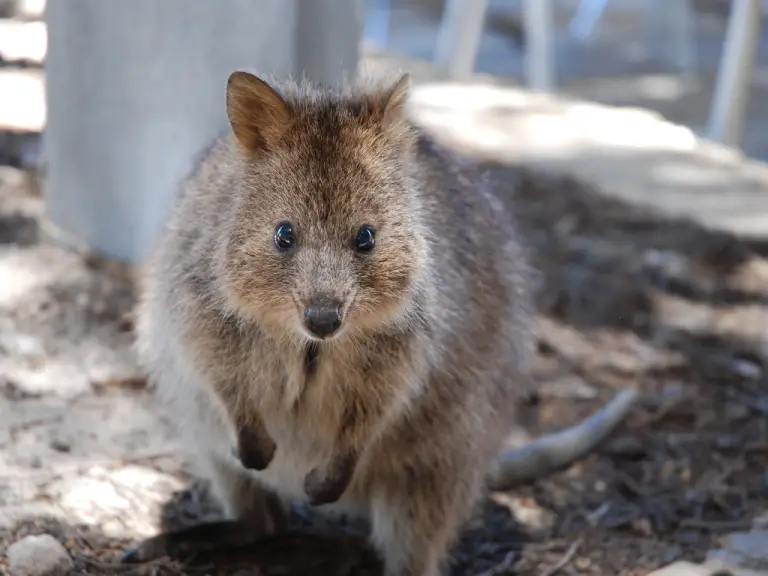 Quokka Lifespan: How Long Can Quokkas Live?