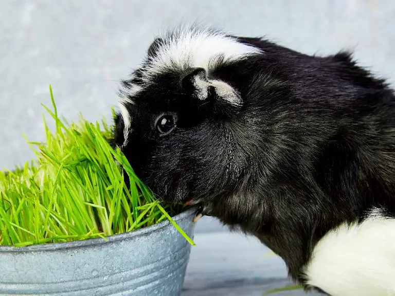 Do Guinea Pigs Shed: Understanding Shedding, Its Causes, and How to Deal With It