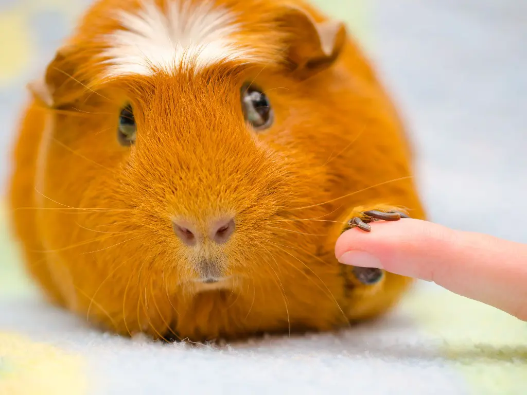 Can Guinea Pigs Be Potty Trained A 6Step Guide to PottyTraining