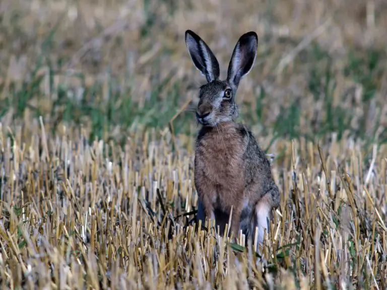 Can Rabbit Eat Corn: Effects of Corn on Rabbit’s Health