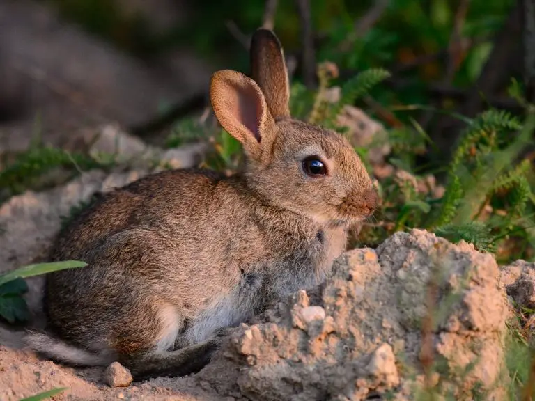 What Keeps Rabbits Away: Effective Ways to Get Rid of Rabbits